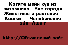 Котята мейн-кун из питомника - Все города Животные и растения » Кошки   . Челябинская обл.,Аша г.